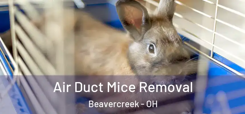  Air Duct Mice Removal Beavercreek - OH